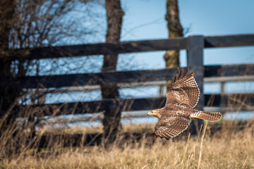Red Tailed Hawk in Flying in Field with Fence