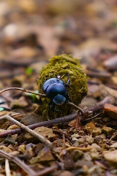 Dung beetle pushing a ball of manure.