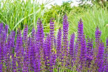 bright purple sage blossomed in spring. Lavender purple flowers.
background of purple flowers blooming sally with greenery in the background.Salvia pratensis, meadow clary or meadow sage purple.