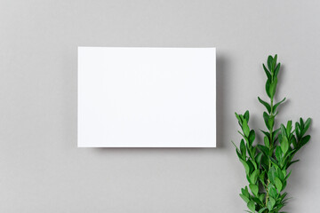 Real photo. Square invitation white greeting card mockup with a boxwood branch. Top view with copy space, pastel grey background. Template for branding and advertising