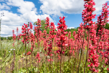 Shrub of red dense flowers, red flowers in soft focus with blurred background, floral background in red