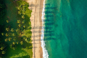 Playa y palmeras vistas desde arriba. 
