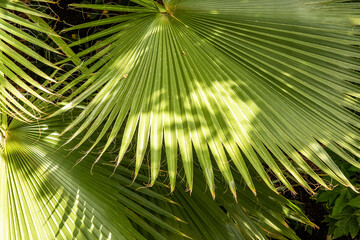Palm leaves, palm tree branches background, texture of green palm branches in sunlight