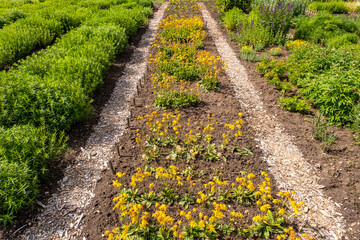Fototapeta na wymiar Flower beds, flower seedlings, plants planted in a garden, botanical garden, farming