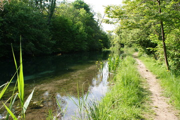 river in the forest