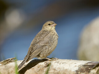 Brown-headed Cowbird Fledgling shot with Nikon d850 in Richmond Hill, Ontario.
