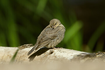 Brown-headed Cowbird Fledgling shot with Nikon d850 in Richmond Hill, Ontario.