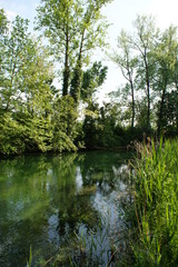 Obraz premium river in the forest