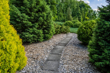 Fototapeta na wymiar Park area with thujas and decorative trees, path between thujas and fir trees, decorative spruce, stone path made of decorative tiles in the garden, landscape design