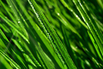 Fototapeta na wymiar Dew on grass. Grass with dew drops. Green grass background or texture. Lawn with fresh grass.