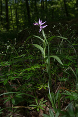 Fototapeta premium Cephalanthera rubra, known as red helleborine