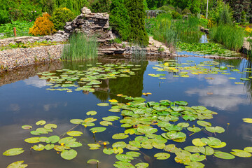 Botanical garden with water lily pond . Nenuphar plants in the park  - obrazy, fototapety, plakaty