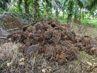 Obraz premium Oil Palm waste (janjangan kosong) in Kalimantan plantations is turned into organic fertilizer