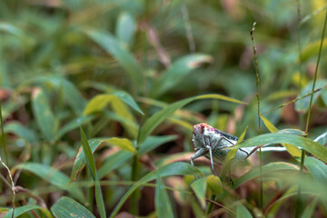 lizard on the grass