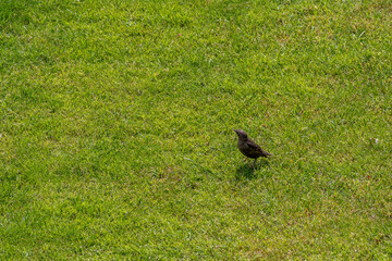 Obraz na płótnie Canvas a single bird on a lawn looking up