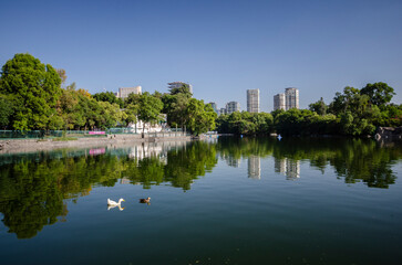 Fototapeta na wymiar Paisaje urbano de la ciudad de México, duck reflejado en un lago al amanecer, patos nadando