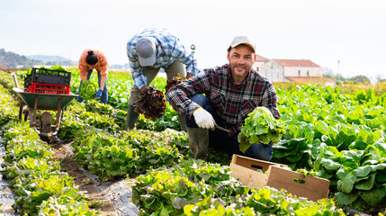 Smiling bearded farmer picking crops of green butterhead lettuce on field on sunny spring day happy with rich harvest..