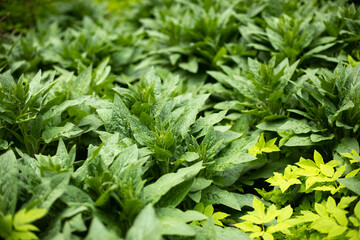 Thickets of green plants in forest. Lots of sheets.