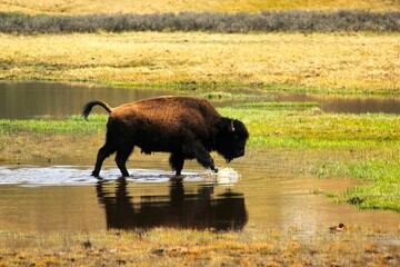 american bison in park national park © Nicolas
