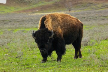 Staring from a bison
