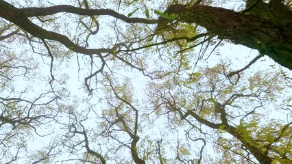 Spinning view of acacia grove