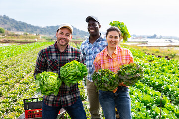 Multiethnic group of happy seasonal agricultural workers posing with freshly picked lettuce on...