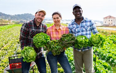 Group photo of cheerful farmers standing on lettuce field with crop.
