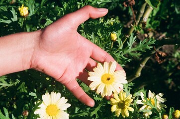 hand holding daisy