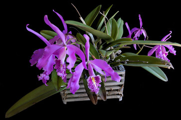 Pink cattleya orchid on a black background