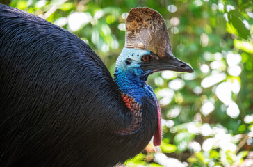 Southern Cassowary (Casuarius casuarius)