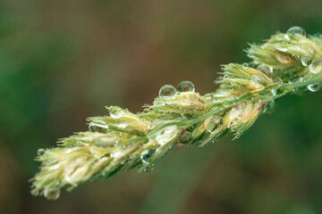 Gotas  de agua en la Naturaleza
