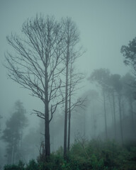 Bosque con neblina