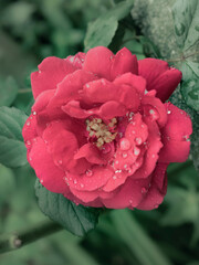 Rosa con Gotas de agua