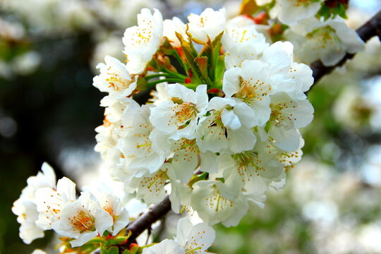 Close-up of a cherry tree branch with pure white spherical-shaped blossom interspersed with thin white filaments topped by yellow and orange anthers with soft-focus in the background