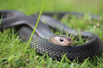 A spitting cobra called Naja sputatrix in hunting