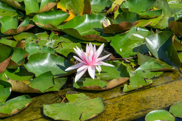 Teich im Garten mit einer Seerose