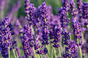 Obraz premium Lavendelblüte in einem Garten