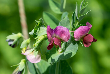 Blossom of a sweet pea
