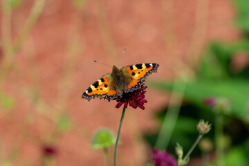 Kleiner Fuchs Schmetterling auf einer Blume