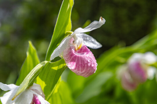 Showy Lady Slipper Orchids In Minnesota 