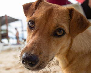 Stray brazilian dog at the beach having a nice time