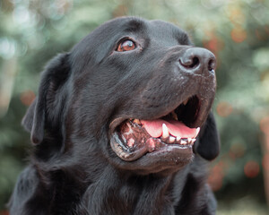 Black brazilian dog portrait
