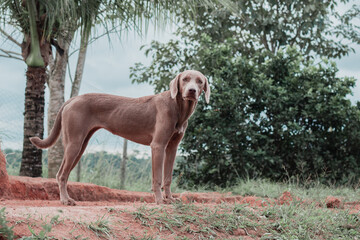 Light brown brazilian dog on green grass