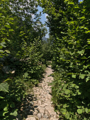 path in the forest in Andorra mountains