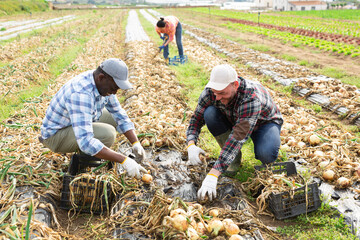 Team of farmers harvesting onions together in a farmers field