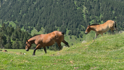 Fototapeta na wymiar Horses galoping down the mountain in Andorra