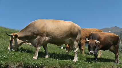 Group of brown cows and their calf, Andorra between France and Spain Pyrenees in Europe. 