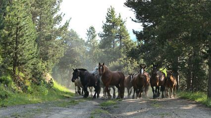 Group of wild horses galloping down the road in the woods in Andorra