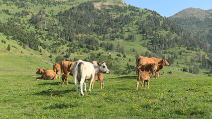 Fototapeta na wymiar Group of brown cows and their calf, Andorra between France and Spain Pyrenees in Europe. 