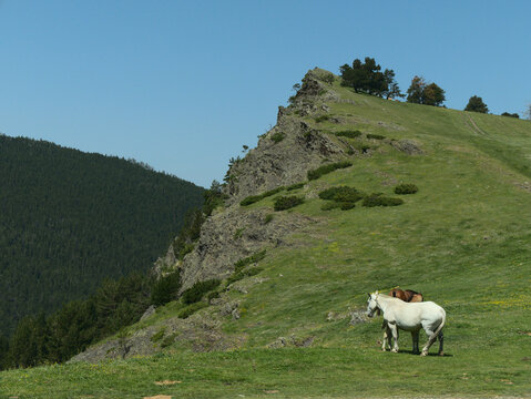 White horse and foan on the mountain, andorra